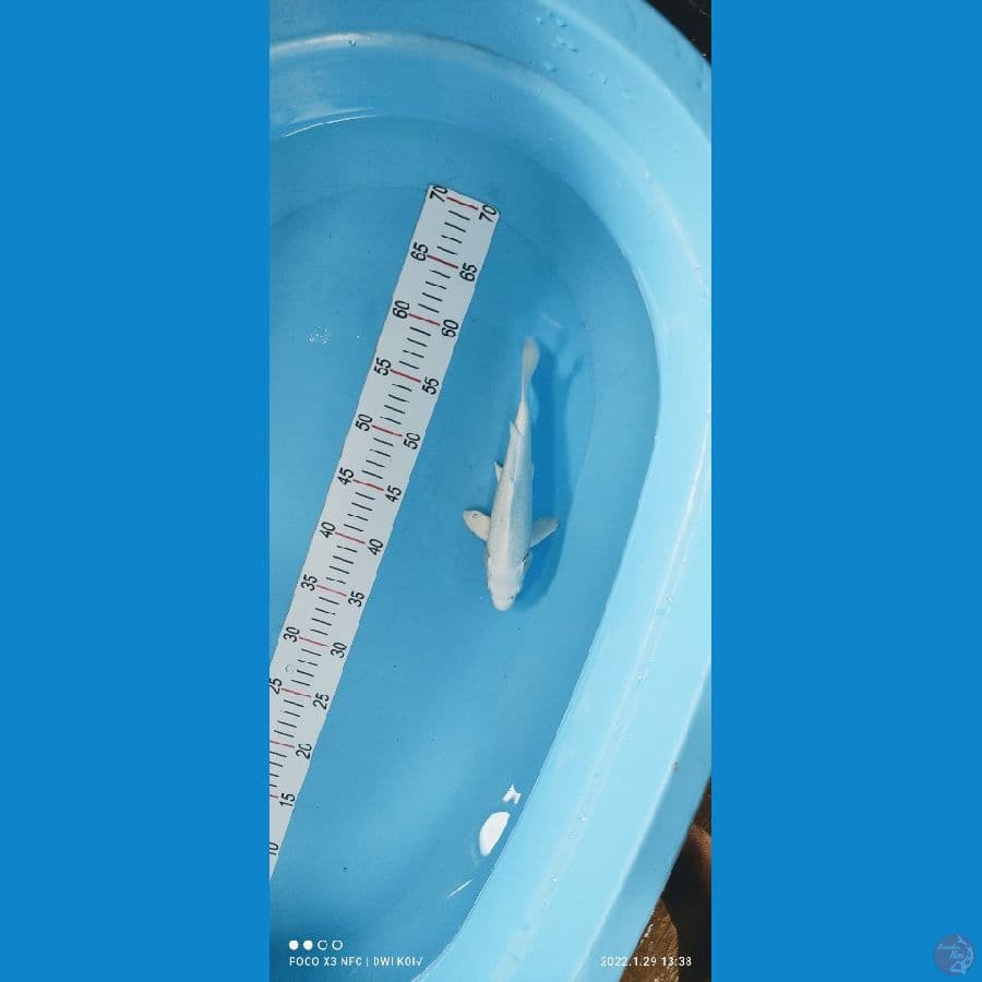 platinum 24 cm