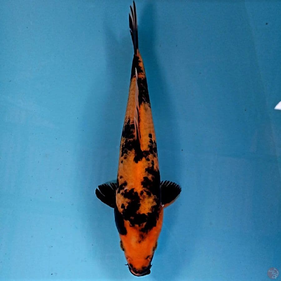 hi utsuri, 27 cm