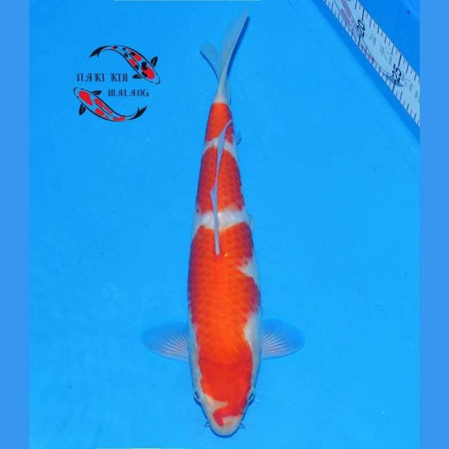 Kohaku Thunderstorm Head,..