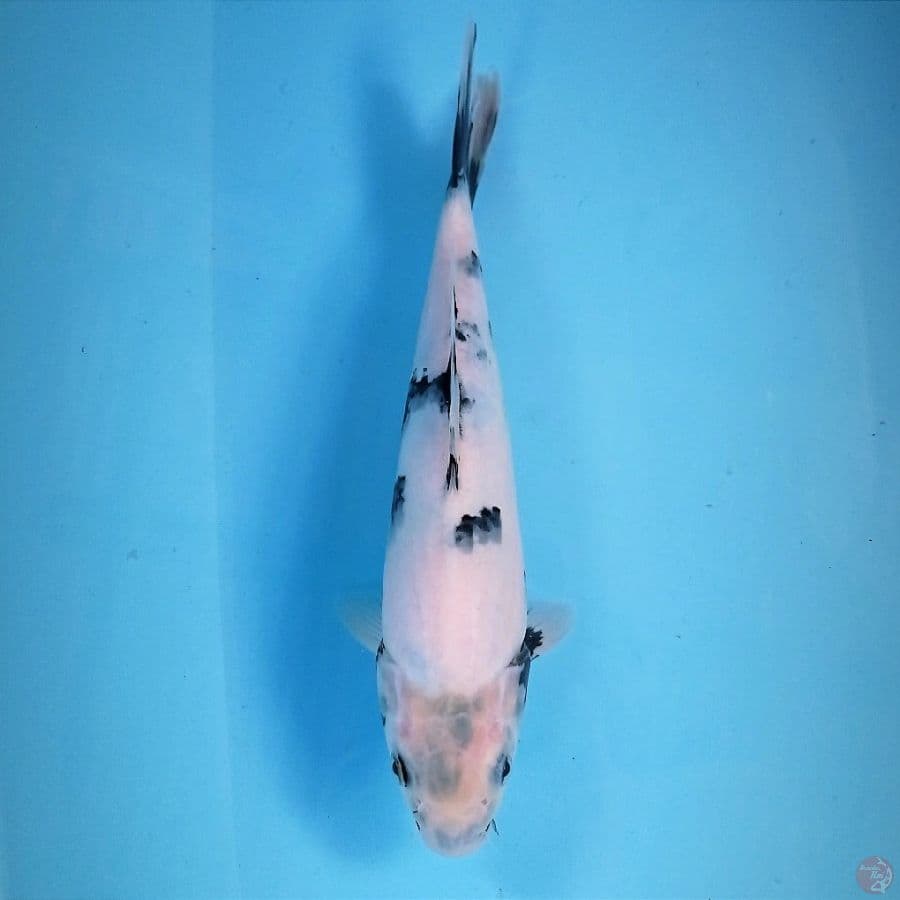 shiro tategoi, 25 cm