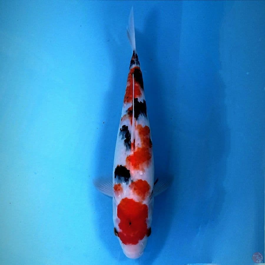 sanke, 34 cm