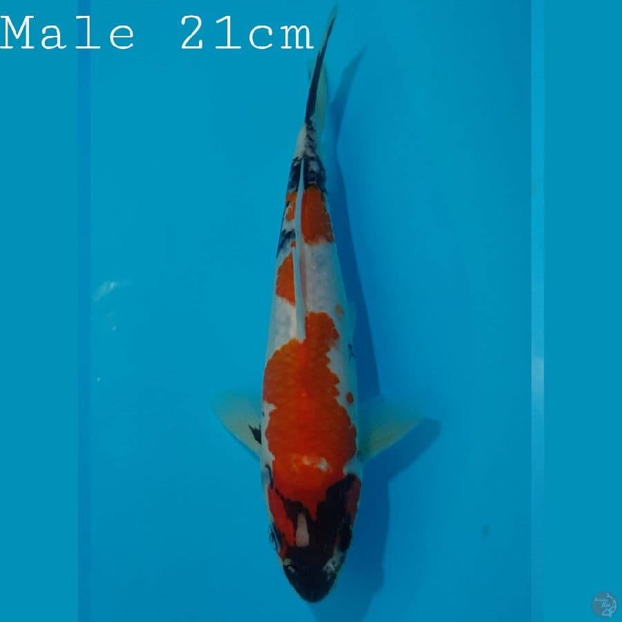Male 21cm Tategoi Showa