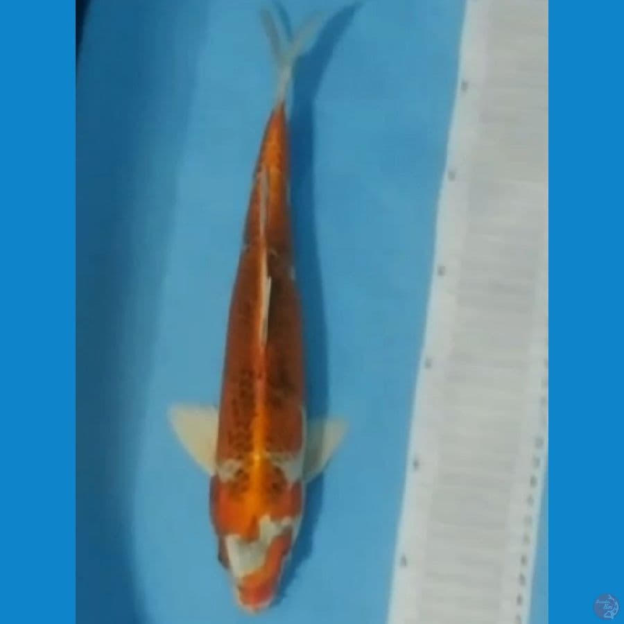 the Kujaku semi