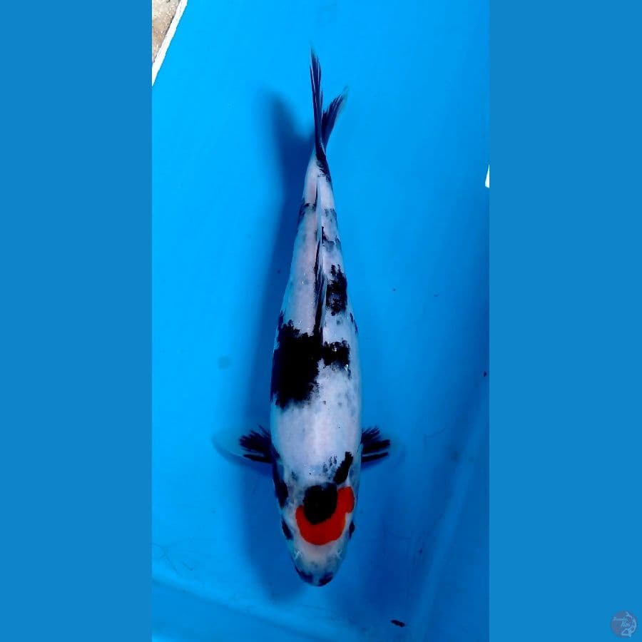 tancho showa 25cm