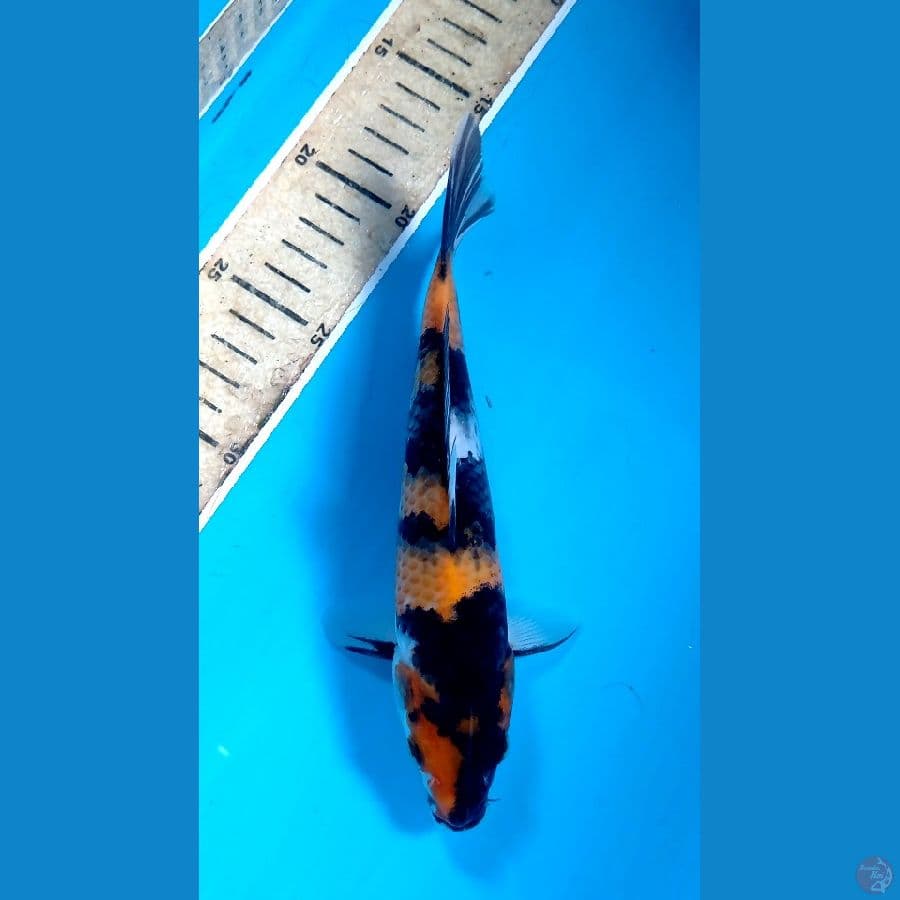 showa 21cm