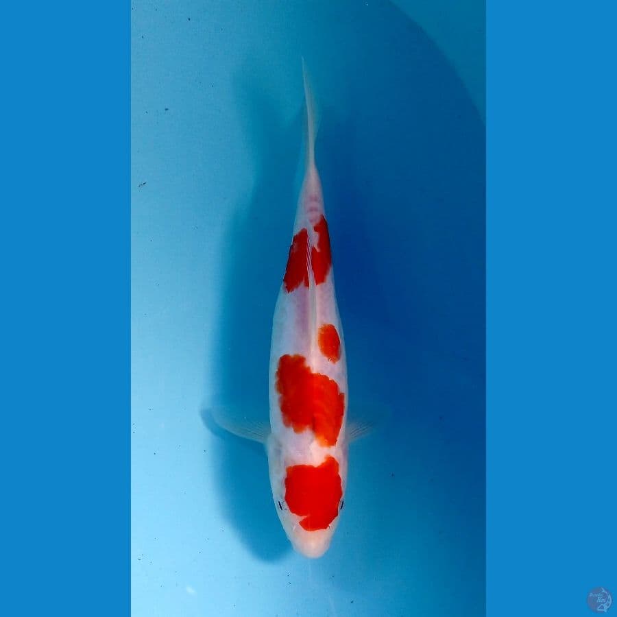kohaku 25cm
