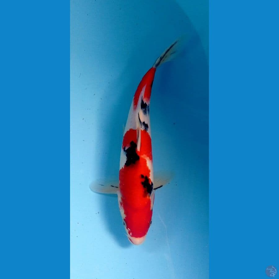 sanke27cm