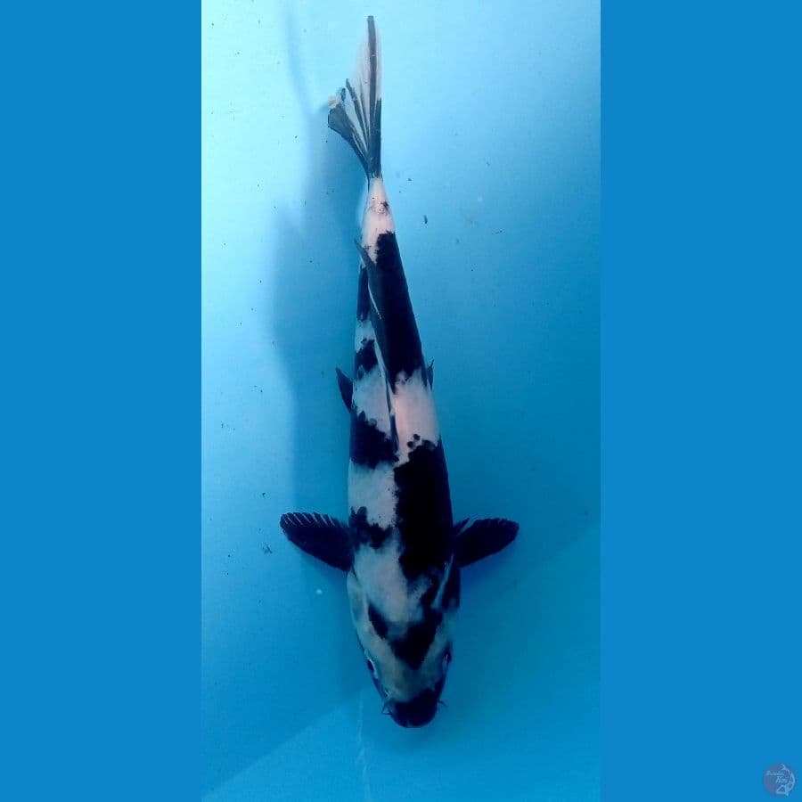 shiro 20cm