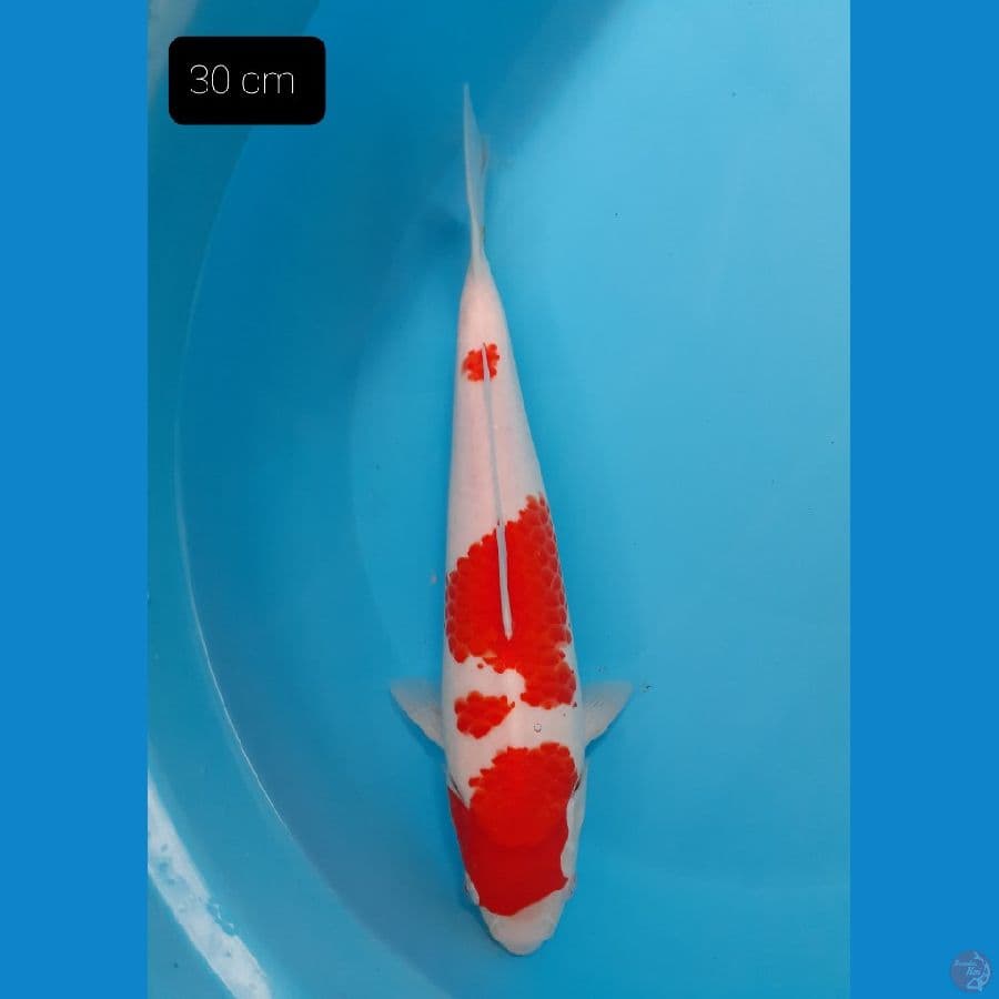 Kohaku 30 cm