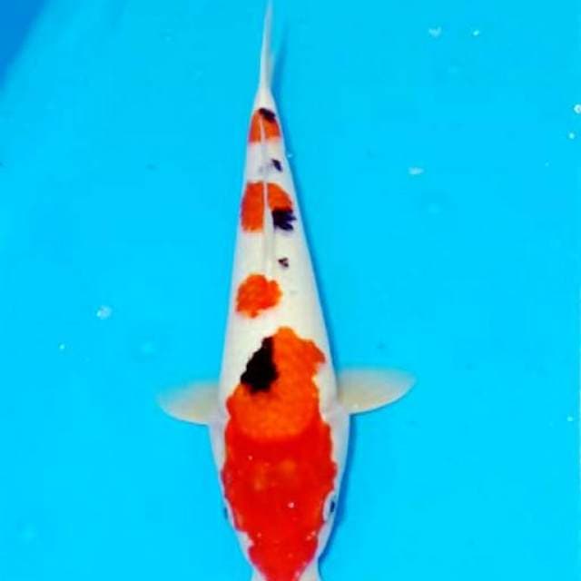 Sankura sanke 37cm