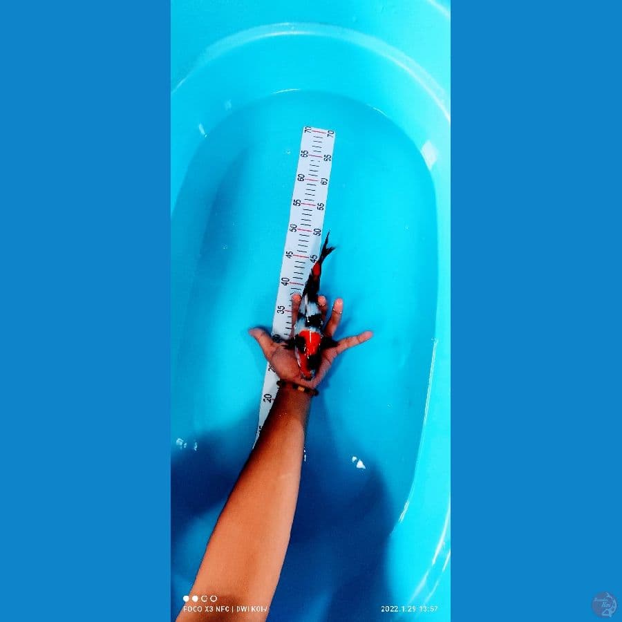 showa 25 cm