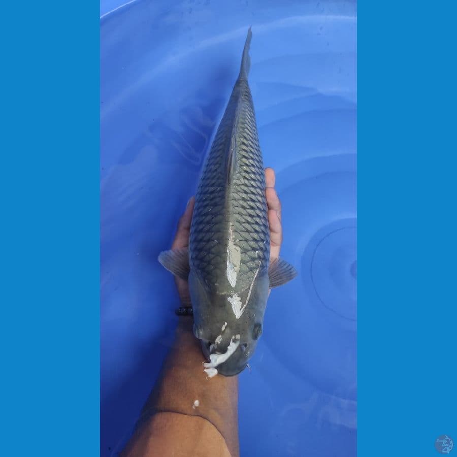 soragoi 36cm