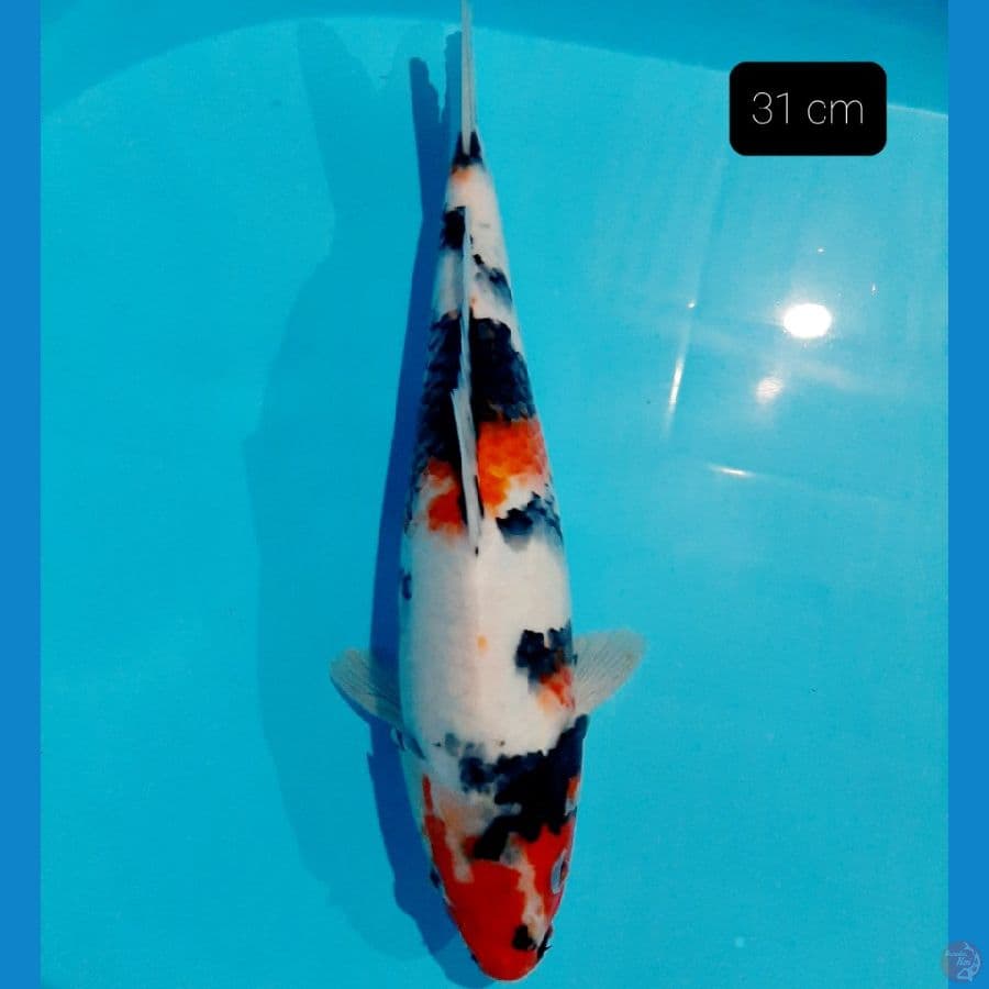 bulky 31 cm