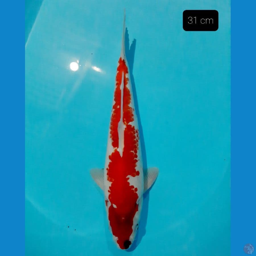 showa inazuma tateghoi 31 cm