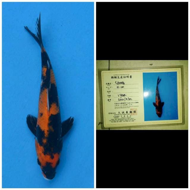 Marusei Showa