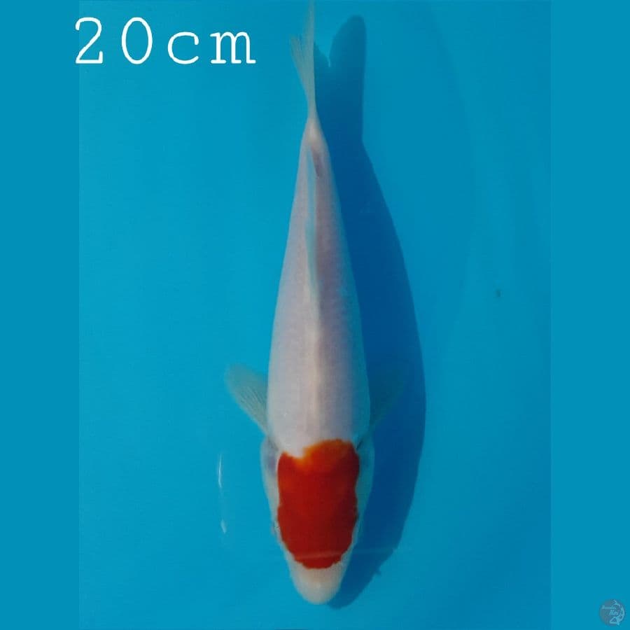 Bahan Tancho kohaku jos 20cm