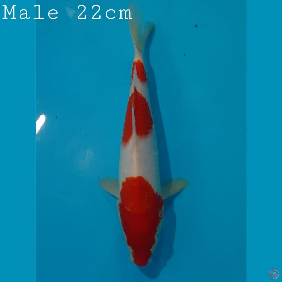 Male 3steps ori 22cm