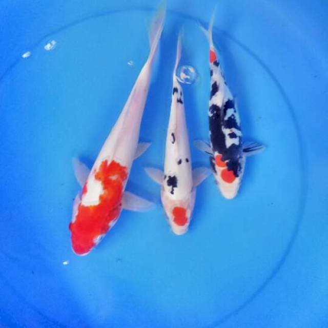 Mix koi 3 ekor 22-23-29 cm