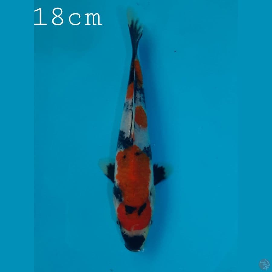 Keep For Show 18cm