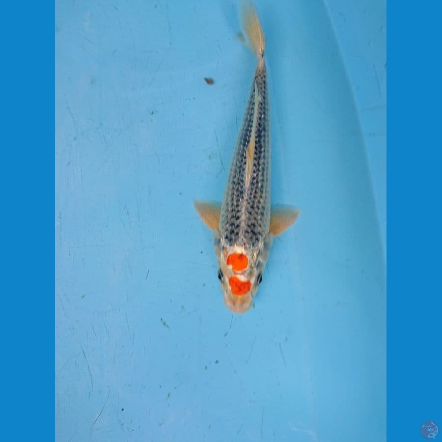 TANCHO 30 cm