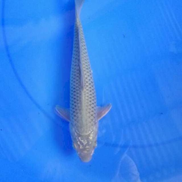 Soragoi 26 cm