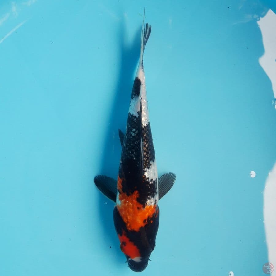 Showa Ginrin Punuk 26cm