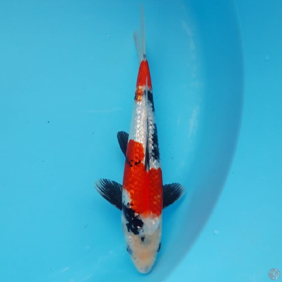Showa Ginrin Super Red 26cm
