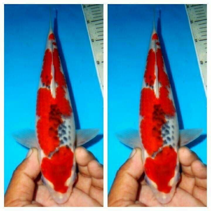 Goshiki f1 usia muda bongsor