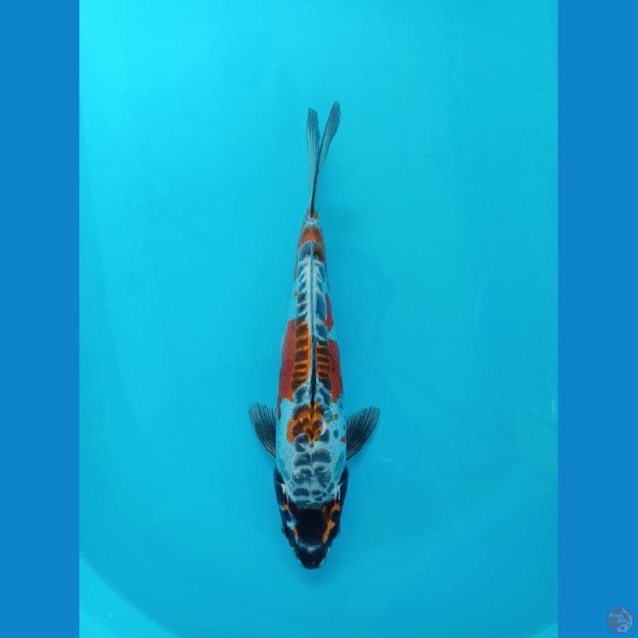 kikokuryu 32cm - male