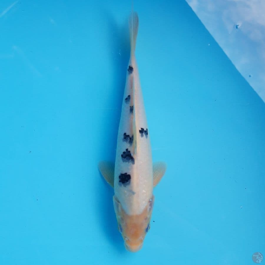Bekko Shining 27cm