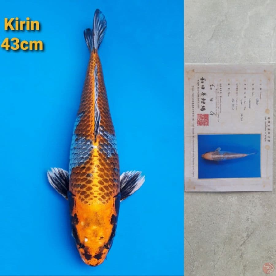 WADA KIRIN 43CM JUMBO
