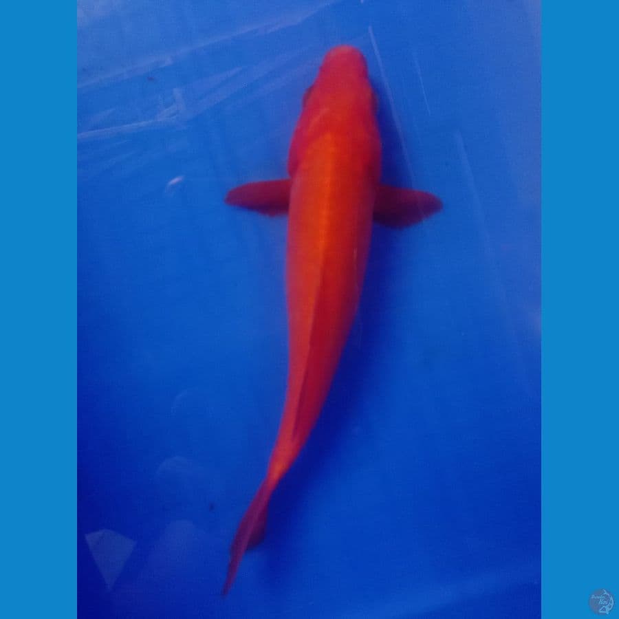 benigoi 20cm