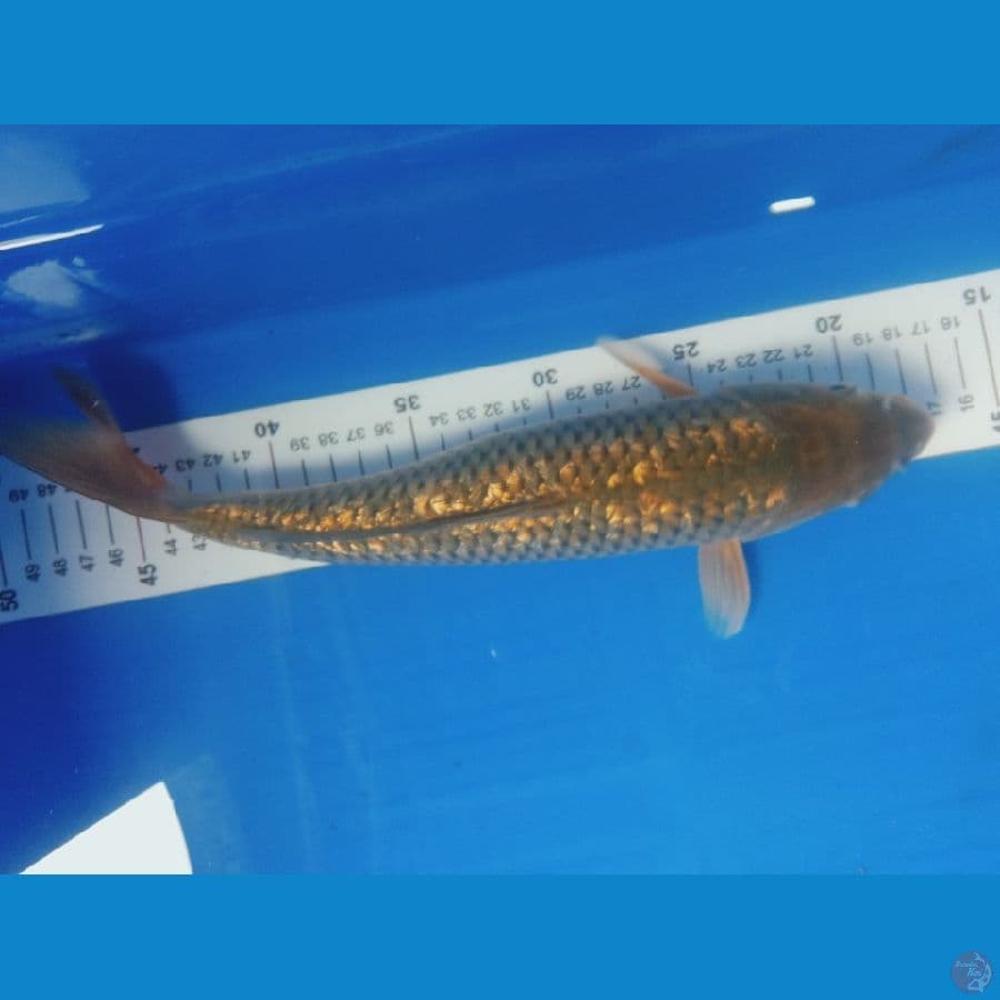 Midori ginrin 30cm