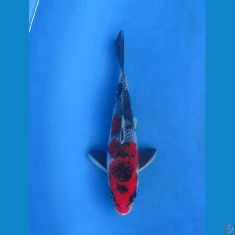 kage showa 19 cm Tosai