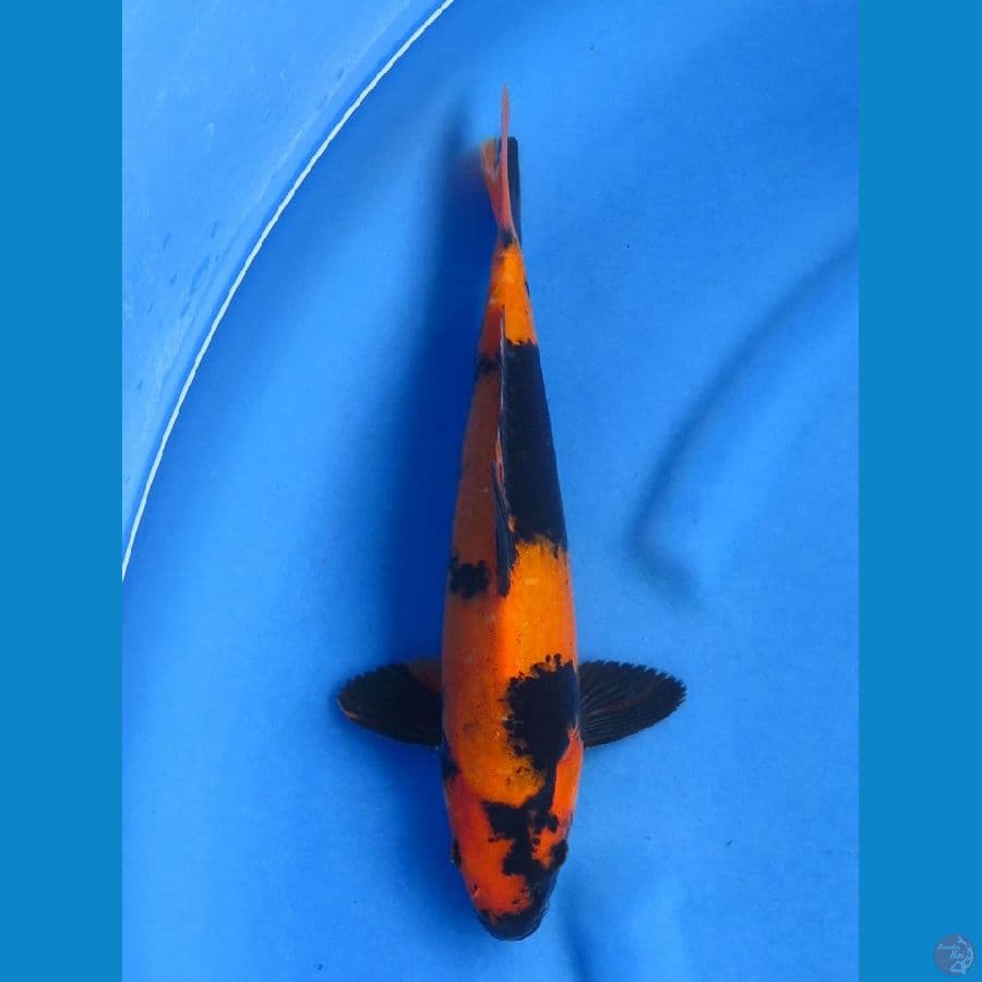 Hi utsuri male size 34cm Tosai