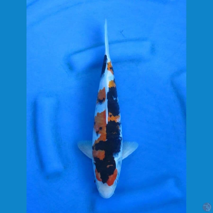 showa tategoi male 32cm Tosai