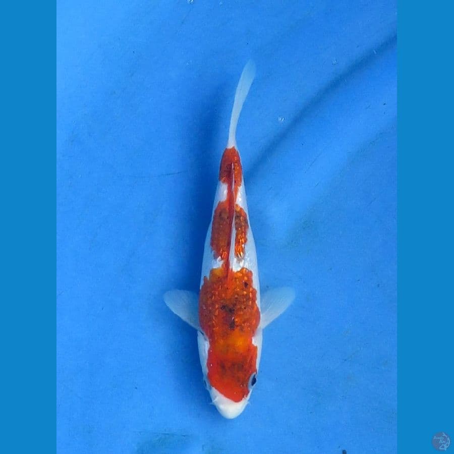 koromo gingrin size 19cm Tosai