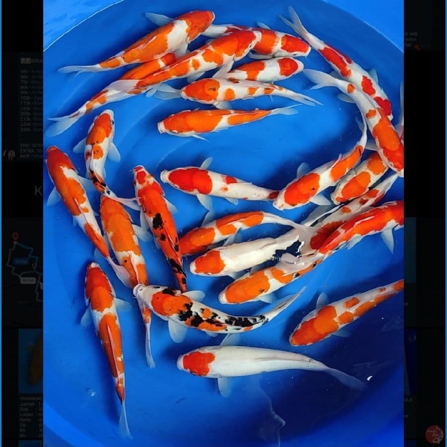 KOHAKU SANKE 27-36cm, 24 EKOR (RATA" 30up)