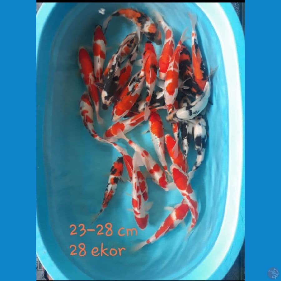 ~2~ Paket Mix 23-28cm