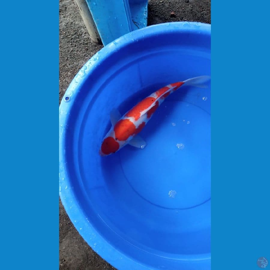 maruten kohaku jumbo 45cm