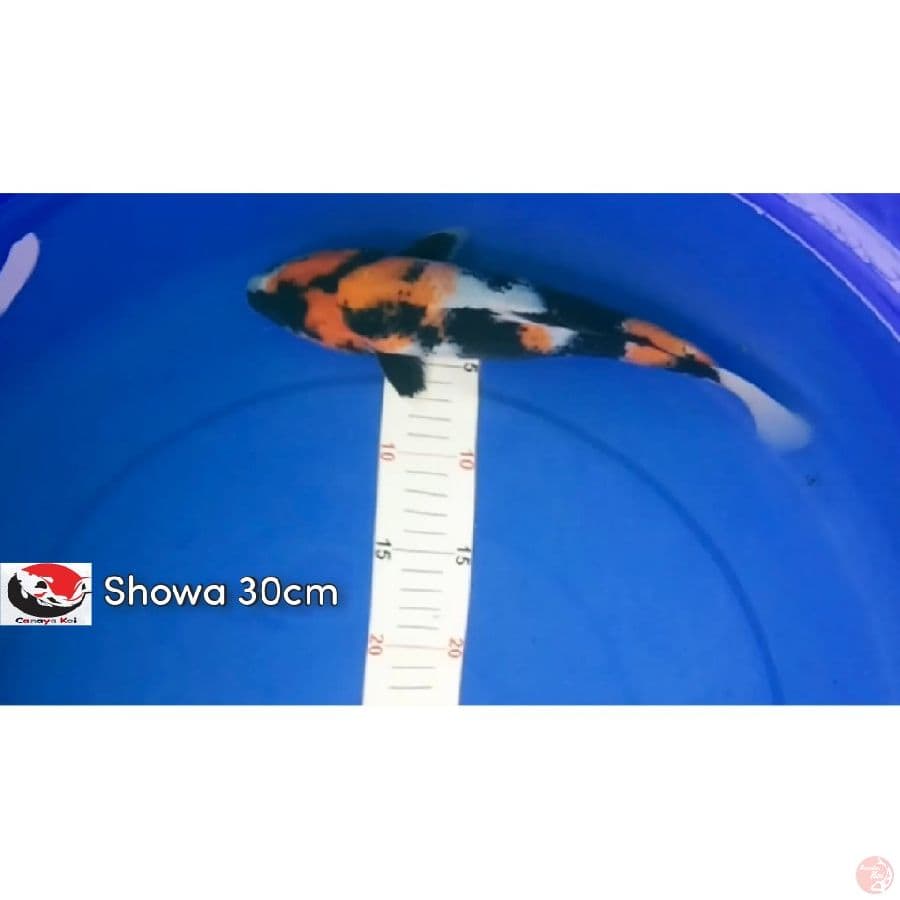 SHOWA 30 CM 100.000