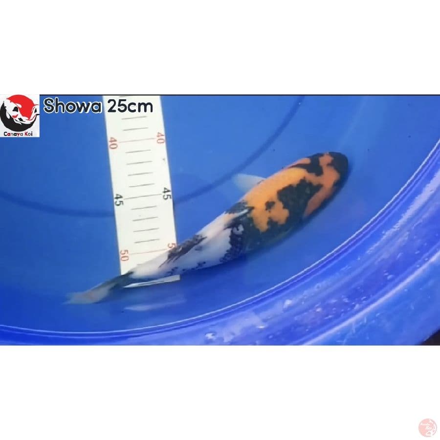 CANAYA KOI FARM SHOWA 24cm 100.000