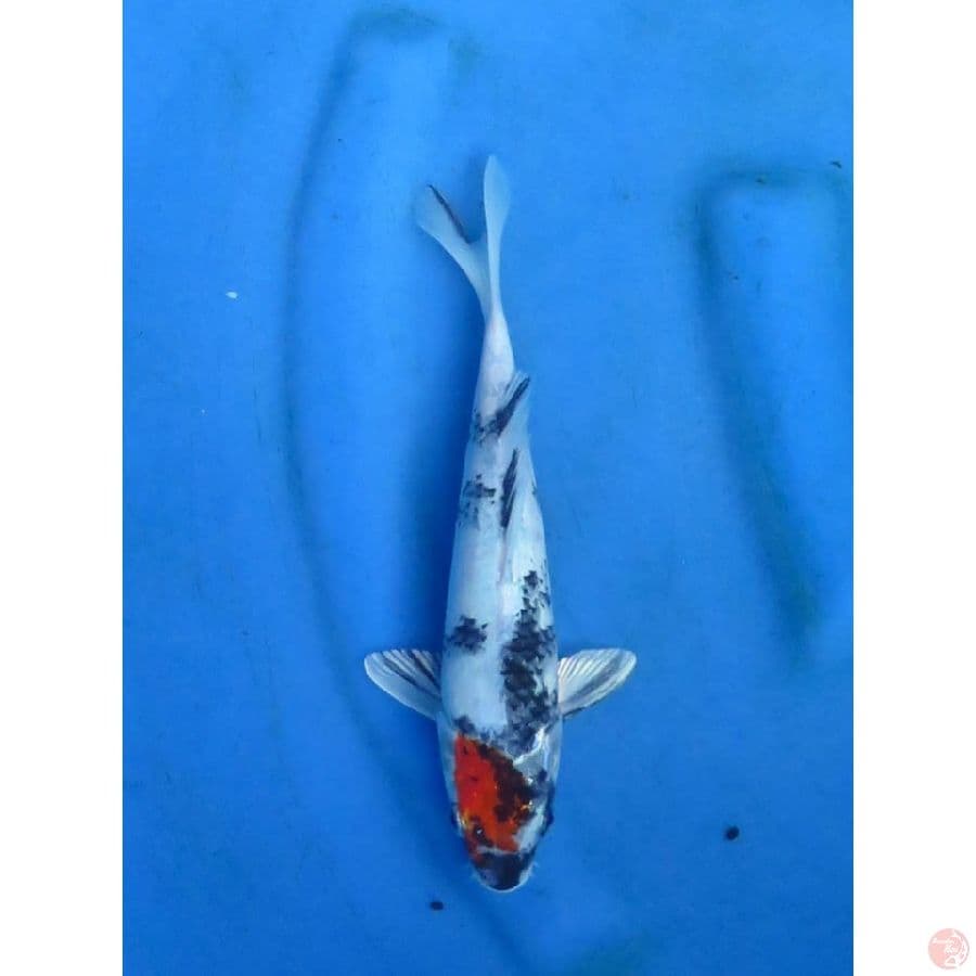 26cm - Tancho Kin Showa