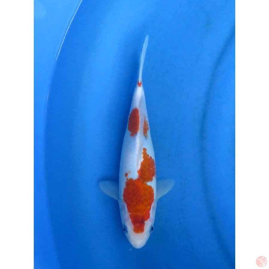 26cm - Ai Goromo