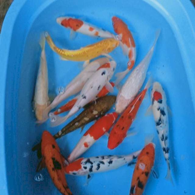 Mix koi