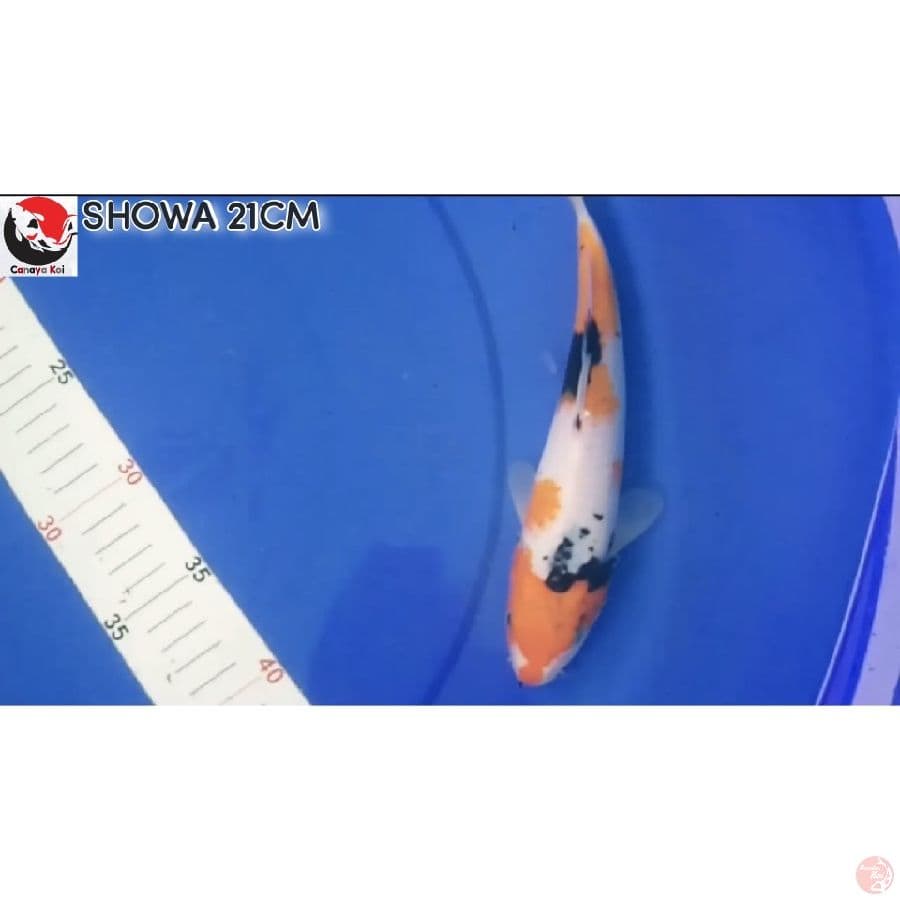 SHOWA 21CM --- CANAYA KOI FARM