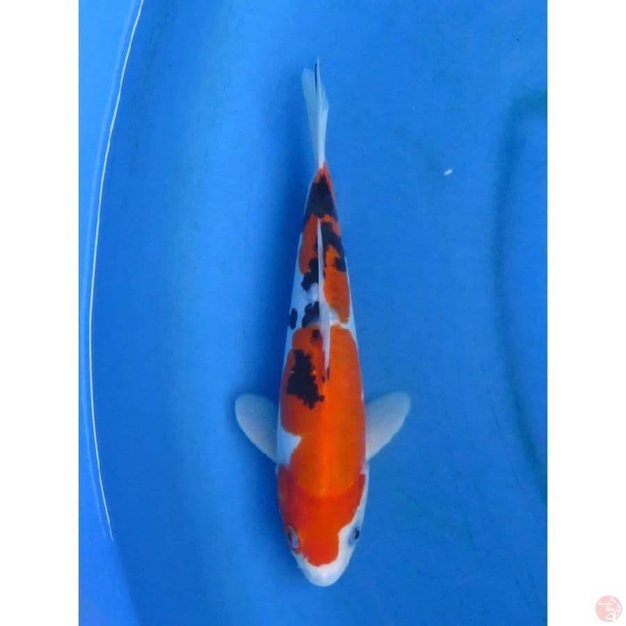 24cm - Doitsu Sanke