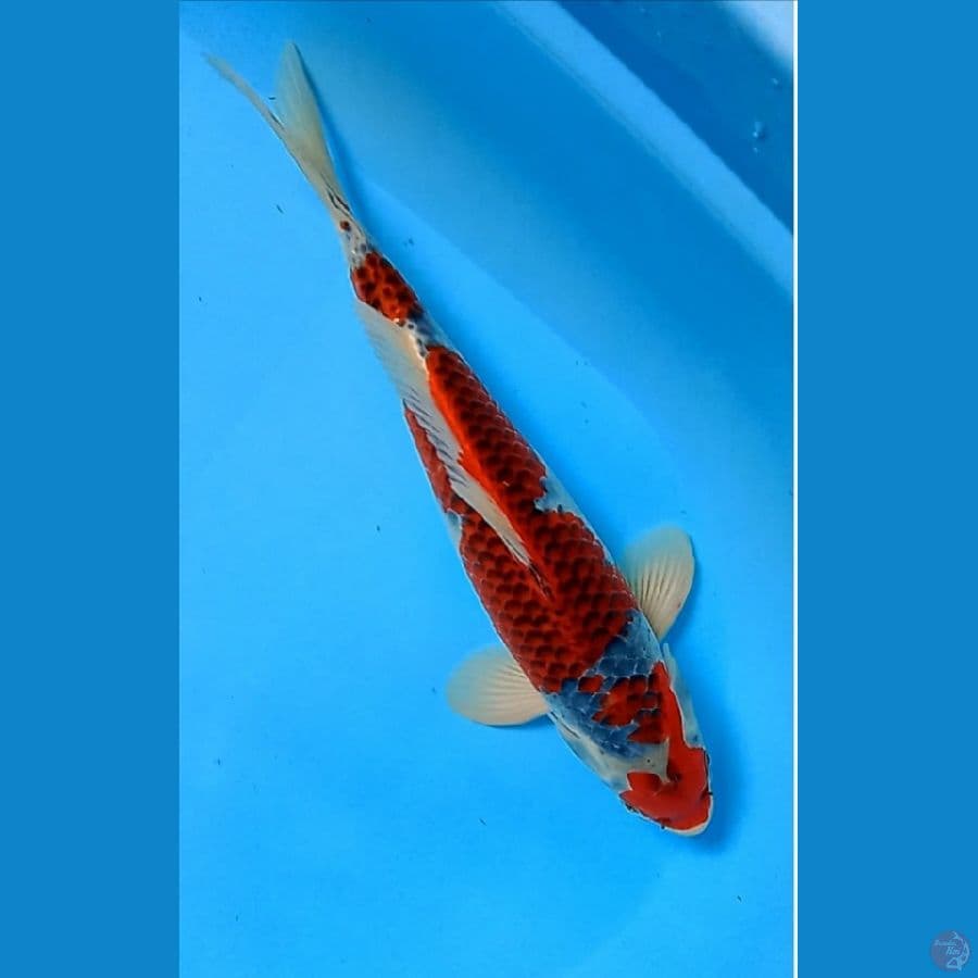 Super red Goshiki