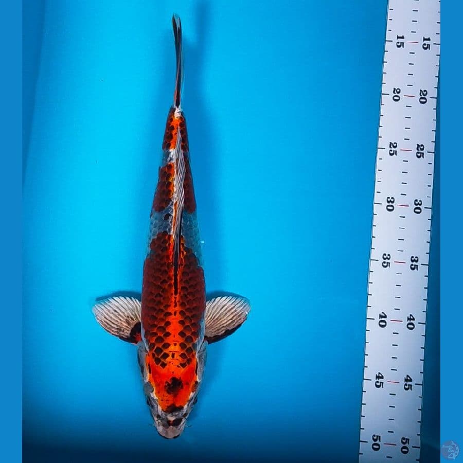 beni ginga 34cm male