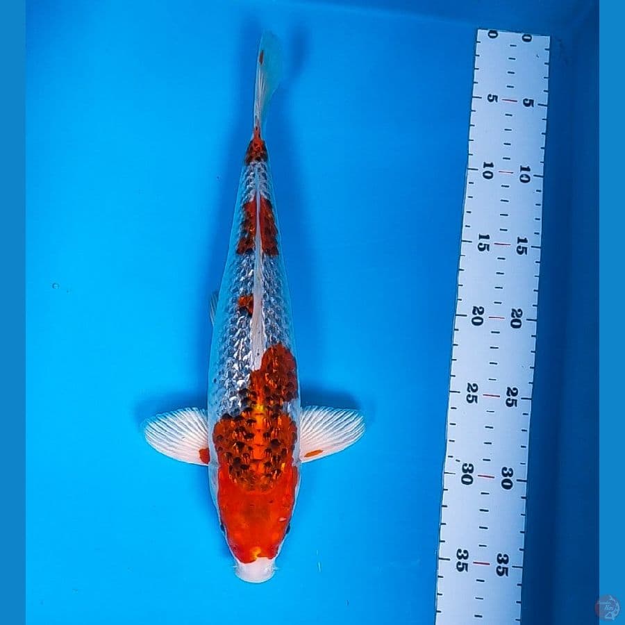 kujaku red ginrin 33cm male